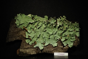  (Parmotrema reticulatum - LPRC6367)  @11 [ ] Copyright (2020) Rémy Poncet Muséum national d'Histoire naturelle, Paris