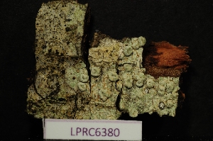  (Pertusaria pertusa - LPRC6380)  @11 [ ] Copyright (2020) Rémy Poncet Muséum national d'Histoire naturelle, Paris