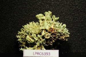  (Ramalina breviuscula - LPRC6393)  @11 [ ] Copyright (2020) Rémy Poncet Muséum national d'Histoire naturelle, Paris