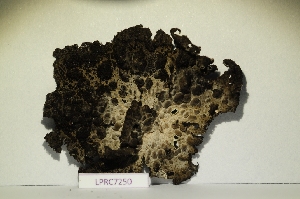  (Lasallia pustulata - LPRC7250)  @11 [ ] Copyright (2020) Rémy Poncet Muséum national d'Histoire naturelle, Paris