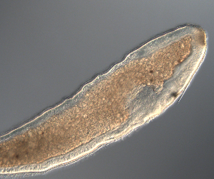  (Carinoma sp - palaeo_2)  @11 [ ] Unspecified (default): All Rights Reserved (2024) George von Dassow Oregon Institute of Marine Biology