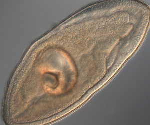 ( - palaeo_9)  @11 [ ] Unspecified (default): All Rights Reserved (2024) George von Dassow Oregon Institute of Marine Biology