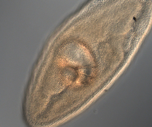  ( - palaeo_9)  @11 [ ] Unspecified (default): All Rights Reserved (2024) George von Dassow Oregon Institute of Marine Biology