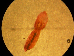  ( - D.IN.Kq.Lama.1.1)  @13 [ ] Copyright (2010) Sean Locke Environment Canada