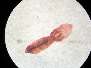  ( - D.IN.Kq.Lama.1.1)  @13 [ ] Copyright (2010) Sean Locke Environment Canada