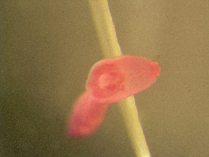  ( - D.IN.Kq.Lama.1.1)  @13 [ ] Copyright (2010) Sean Locke Environment Canada