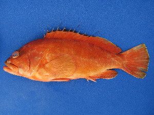  ( - ICOS02014)  @11 [ ] Copyright (2025) Philippe Bearez Museum National d'Histoire Naturelle de Paris