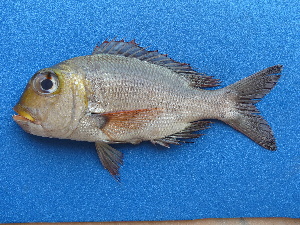  ( - ICOS02151)  @11 [ ] Copyright (2025) Philippe Bearez Museum National d'Histoire Naturelle de Paris