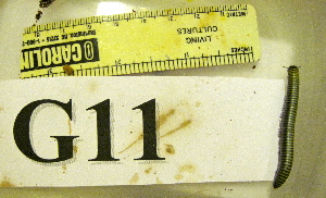  ( - AM08357-G11)  @11 [ ] Copyright (2013) J. A. Santiago-Blay NMNH