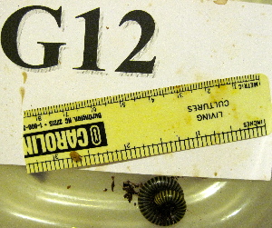  ( - AM08357-G12)  @11 [ ] Copyright (2013) J. A. Santiago-Blay NMNH