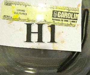  ( - AAC05058-H01)  @11 [ ] Copyright (2013) J. A. Santiago-Blay NMNH