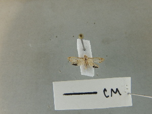  (Petrophila albulalis - M094s)  @11 [ ] nrr (2023) Aura M. Alonso-Rodriguez University of Vermont
