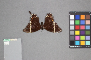  (Papilio pelaus - MZUPRRP-In-09298)  @11 [ ] nrr (2021) Catherine Hulshof VSU