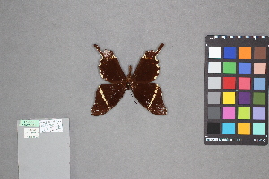  (Papilio pelaus - MZUPRRP-In-09300)  @11 [ ] nrr (2021) Catherine Hulshof VSU