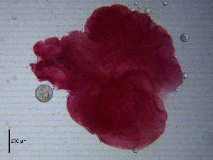  (Corallobothrium - C.In.BEA.1F.1)  @11 [ ] CreativeCommons - Attribution Share-Alike (2013) Sean Locke Unspecified