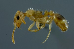  ( - 14014313-2025P1H1)  @11 [ ] Copyright (2025) Claude Lebas Claude Lebas