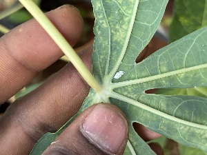  ( - KAUPS)  @11 [ ] COPY RIGHT (2025) JASTI SRI VISHNU MURTHY KERALA AGRICULTURAL UNIVERSITY