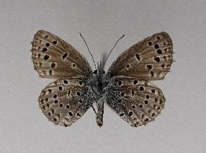  ( - AGcoll.2022_PSEF-08)  @11 [ ] Copyright © (2024) Aurelien GAUNET Aurelien GAUNET