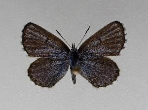  ( - AGcoll.2022_PSEF-11)  @11 [ ] Copyright © (2024) Aurelien GAUNET Aurelien GAUNET