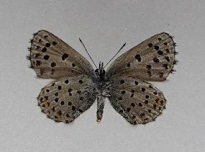  ( - AGcoll.2022_PSEF-11)  @11 [ ] Copyright © (2024) Aurelien GAUNET Aurelien GAUNET