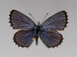  ( - AGcoll.2022_PSEF-14)  @11 [ ] Copyright © (2024) Aurelien GAUNET Aurelien GAUNET