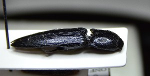  (Melanotus sulcicollis - BC-PNEF-PSFOR0935)  @13 [ ] Copyright (2017) Rodolphe Rougerie Museum National d'Histoire Naturelle