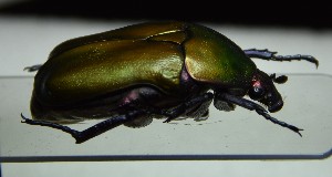  ( - BC-PNEF-PSFOR1134)  @12 [ ] Copyright (2017) Rodolphe Rougerie Museum National d'Histoire Naturelle