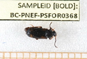  ( - BC-PNEF-PSFOR0368)  @12 [ ] Copyright (2013) Thierry Noblecourt Laboratoire National d'Entomologie Forestière, Quillan, France