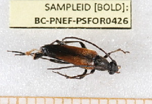  ( - BC-PNEF-PSFOR0426)  @12 [ ] Copyright (2013) Thierry Noblecourt Laboratoire National d'Entomologie Forestière, Quillan, France