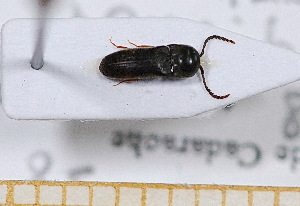  ( - BC-PNEF-PSFOR0472)  @11 [ ] Copyright (2013) Thierry Noblecourt Laboratoire National d'Entomologie Forestière, Quillan, France