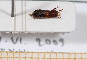  ( - BC-PNEF-PSFOR0489)  @11 [ ] Copyright (2013) Thierry Noblecourt Laboratoire National d'Entomologie Forestière, Quillan, France