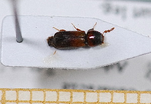  ( - BC-PNEF-PSFOR0490)  @11 [ ] Copyright (2013) Thierry Noblecourt Laboratoire National d'Entomologie Forestière, Quillan, France