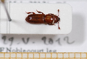  (Pityophagus laevior - BC-PNEF-PSFOR0524)  @13 [ ] Copyright (2013) Thierry Noblecourt Laboratoire National d'Entomologie Forestière, Quillan, France