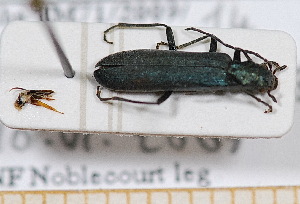  ( - BC-PNEF-PSFOR0531)  @11 [ ] Copyright (2013) Thierry Noblecourt Laboratoire National d'Entomologie Foresti&egrave;re, Quillan, France