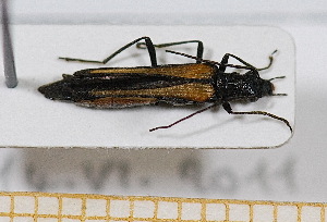  (Oedemera pthysica - BC-PNEF-PSFOR0541)  @11 [ ] Copyright (2013) Thierry Noblecourt Laboratoire National d'Entomologie Forestière, Quillan, France