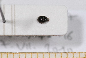  ( - BC-PNEF-PSFOR0542)  @11 [ ] Copyright (2013) Thierry Noblecourt Laboratoire National d'Entomologie Forestière, Quillan, France