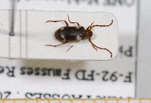  ( - BC-PNEF-PSFOR0564)  @11 [ ] Copyright (2013) Thierry Noblecourt Laboratoire National d'Entomologie Forestière, Quillan, France