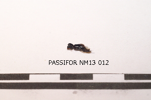  ( - PASSIFOR-NM13-012)  @11 [ ] Copyright (2014) Nicolas Moulin Nicolas Moulin Entomologiste