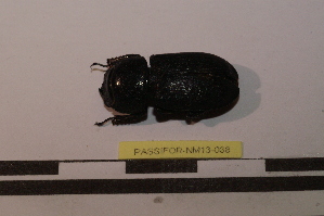  ( - PASSIFOR-NM13-038)  @12 [ ] Copyright (2014) Nicolas Moulin Nicolas Moulin Entomologiste