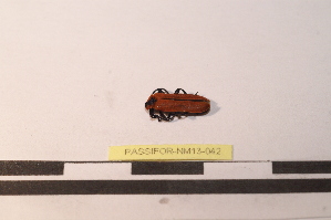  ( - PASSIFOR-NM13-042)  @12 [ ] Copyright (2014) Nicolas Moulin Nicolas Moulin Entomologiste