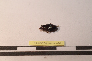  ( - PASSIFOR-NM13-088)  @12 [ ] Copyright (2014) Nicolas Moulin Nicolas Moulin Entomologiste