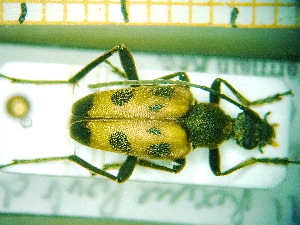  ( - BC-PNEF-PSFOR0106)  @11 [ ] Copyright (2013) Thierry Noblecourt Laboratoire National d'Entomologie Forestière, Quillan, France