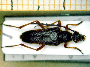 ( - BC-PNEF-PSFOR0112)  @13 [ ] Copyright (2013) Thierry Noblecourt Laboratoire National d'Entomologie Forestière, Quillan, France