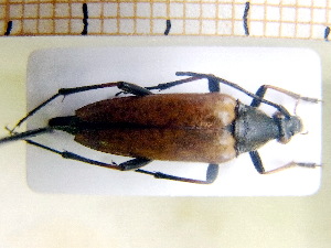  ( - BC-PNEF-PSFOR0115)  @12 [ ] Copyright (2013) Thierry Noblecourt Laboratoire National d'Entomologie Forestière, Quillan, France