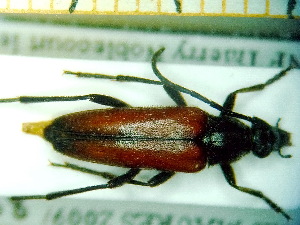  ( - BC-PNEF-PSFOR0131)  @12 [ ] Copyright (2013) Thierry Noblecourt Laboratoire National d'Entomologie Forestière, Quillan, France