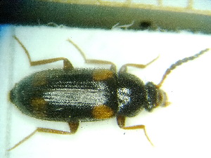  (Mycetochara quadrimaculata - BC-PNEF-PSFOR0184)  @14 [ ] Copyright (2013) Thierry Noblecourt Laboratoire National d'Entomologie Forestière, Quillan, France
