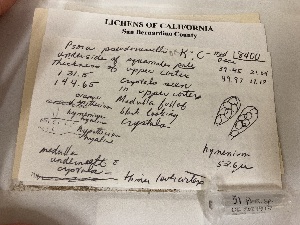  ( - UC2021918)  @11 [ ] CreativeCommons - Attribution Non-Commercial (2023) Unspecified University of California, Berkeley, Herbarium