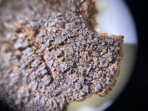  (Eremastrella - UNSWDB15597)  @11 [ ] CreativeCommons - Attribution Share-Alike (2023) Unspecified University of New South Wales