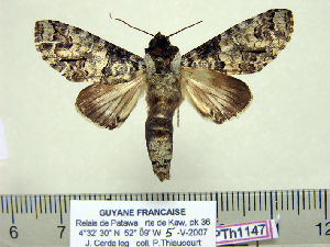  ( - BC-PTh1147)  @13 [ ] Copyright (2015) Paul Thiaucourt Research Collection of Paul Thiaucourt