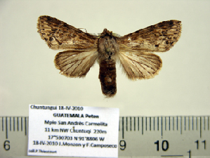  (Dasylophia goraxoides in litt - BC-PTh0957)  @13 [ ] Copyright (2011) Paul Thiaucourt Research Collection of Paul Thiaucourt